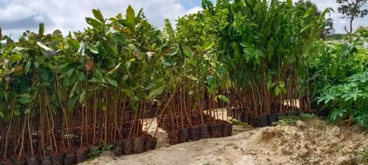 Anand Malligavad's Inspiring Journey from Corporate Success to Restoring Bengaluru's Lakes